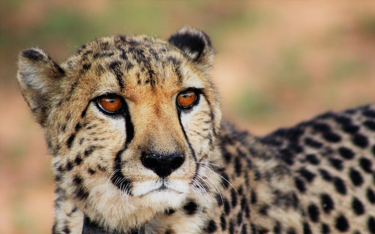 close up of cheetah at AfriCat wildlife rehabilitation program at okonjima nature reserve