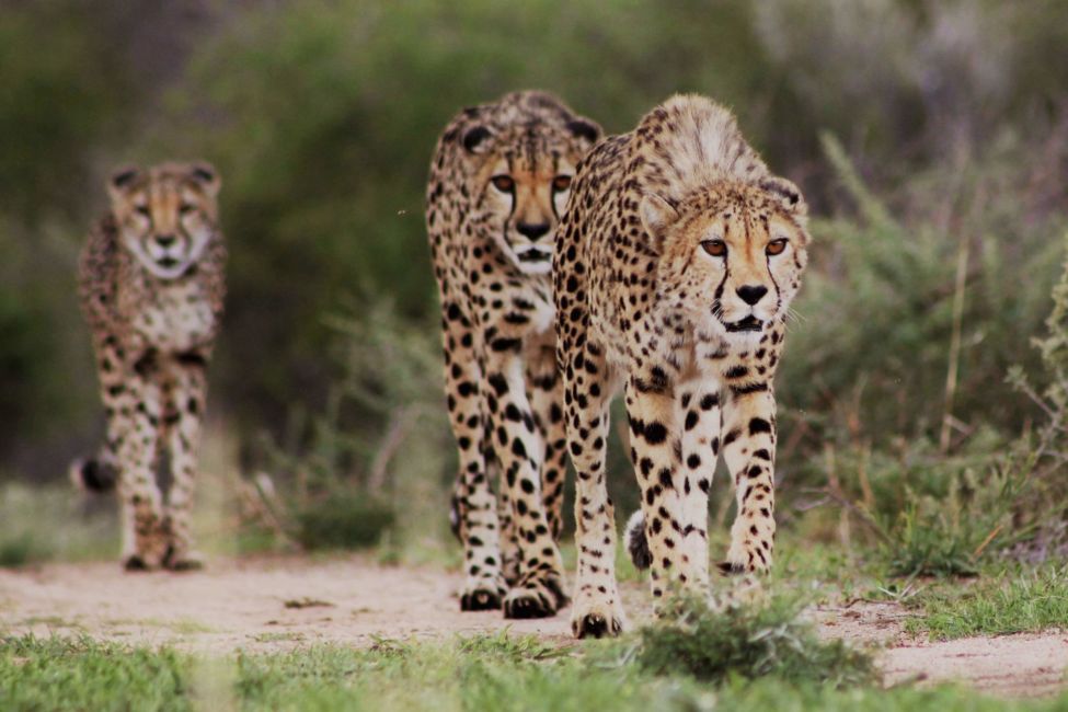 Three Cheetahs walk along a path at AfriCat wildlife rehabilitation program at okonjima nature reserve