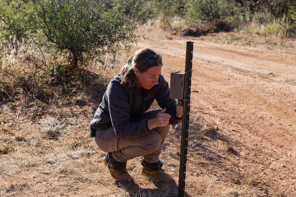 Scientist to checks camera traps at AfriCat wildlife rehabilitation program at okonjima nature reserve