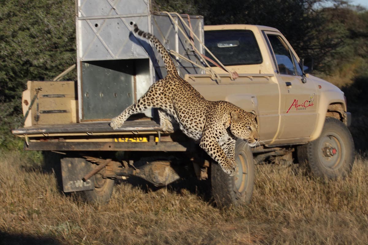 leopard jumps out of crate in back of truck at AfriCat wildlife rehabilitation program at okonjima nature reserve