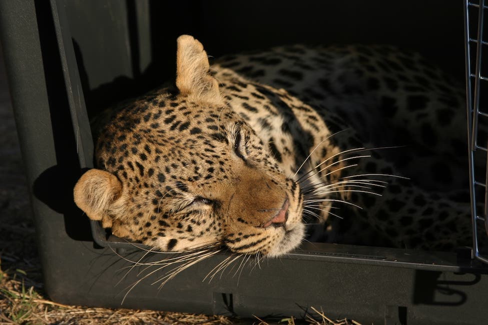 sedated leopard about to be released as part of AfriCat wildlife rehabilitation program at okonjima nature reserve