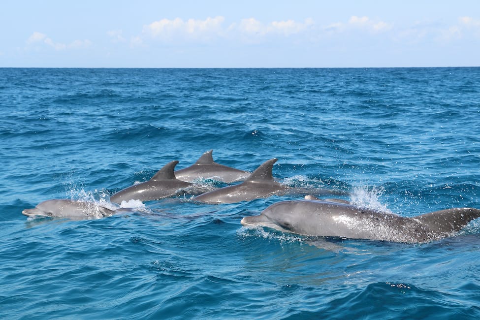 bottlenose dolphins swimming at water surface near kizimkazi zanzibar
