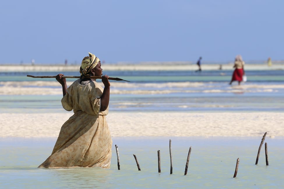 Woman harvests seaweed at Matemwe beach in Zanzibar