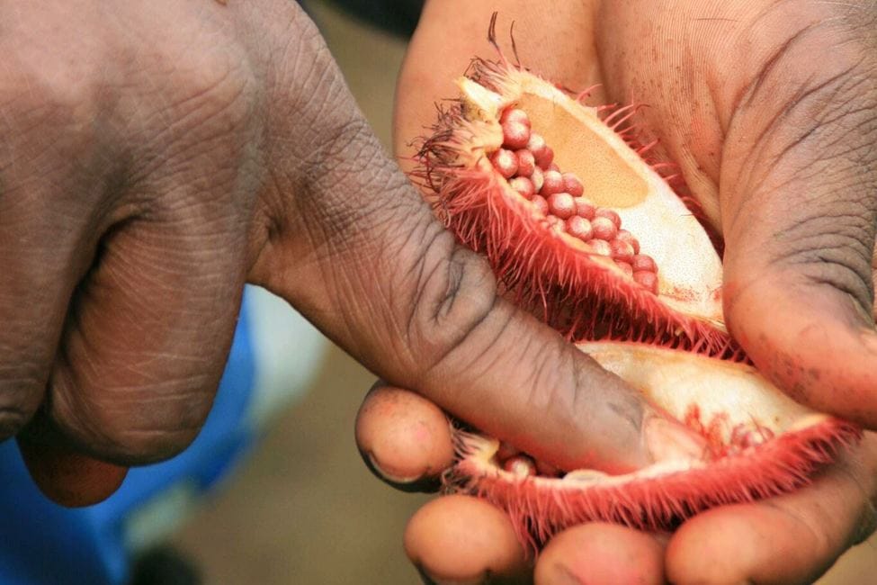 annatto pod is held in a persons hands on a spice tour in zanzibar