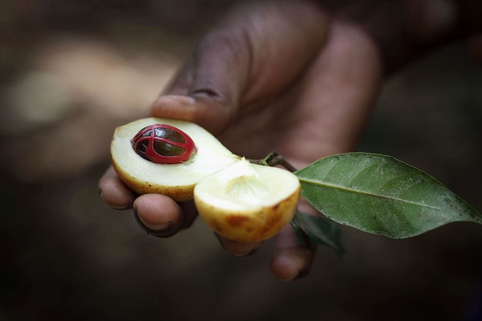 hand holding a pale nutmeg fruit with a large brown and red seed on a spice tour in zanzibar