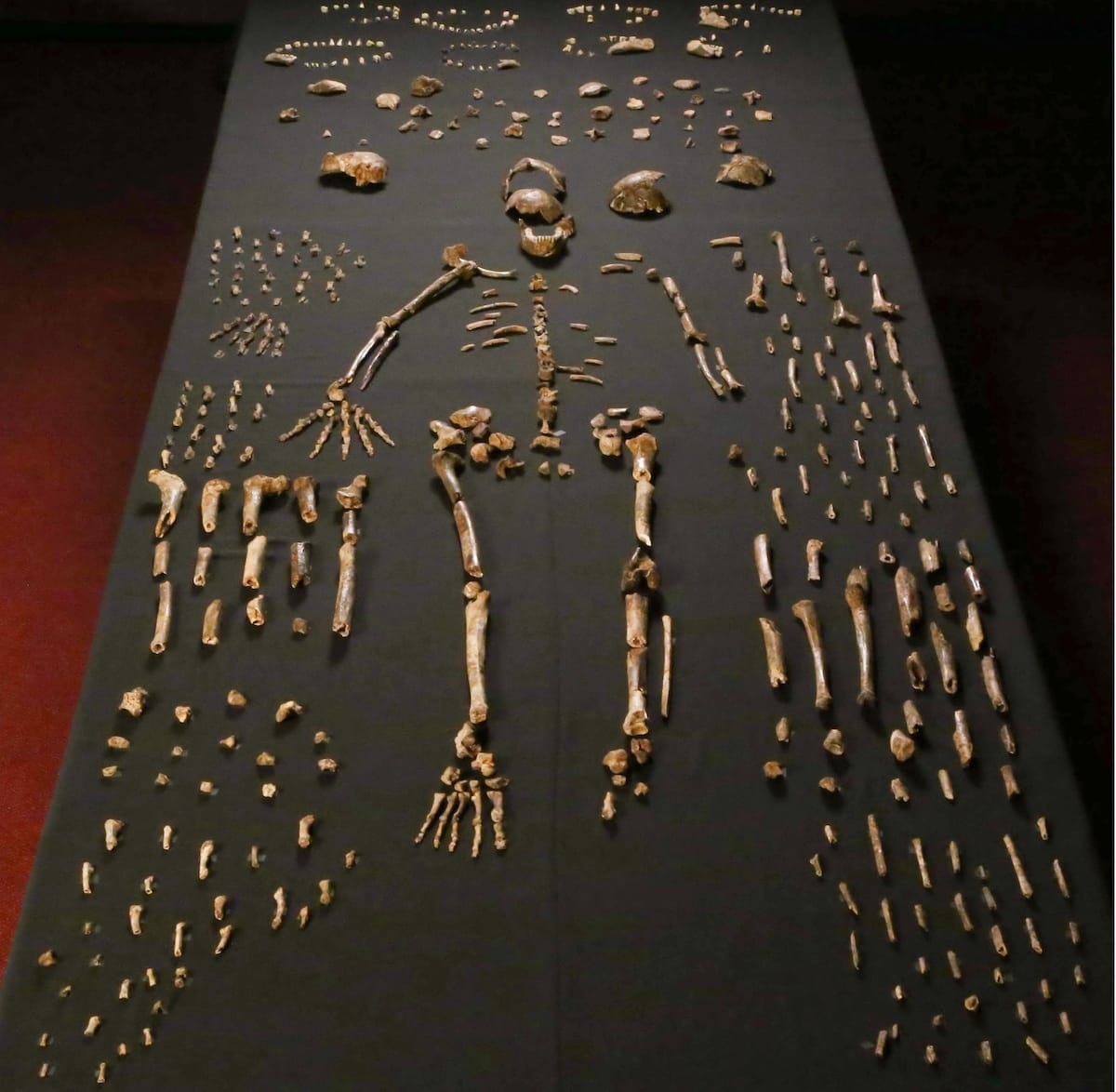 skeletal pieces of hominin Homo naledi spread out on a table