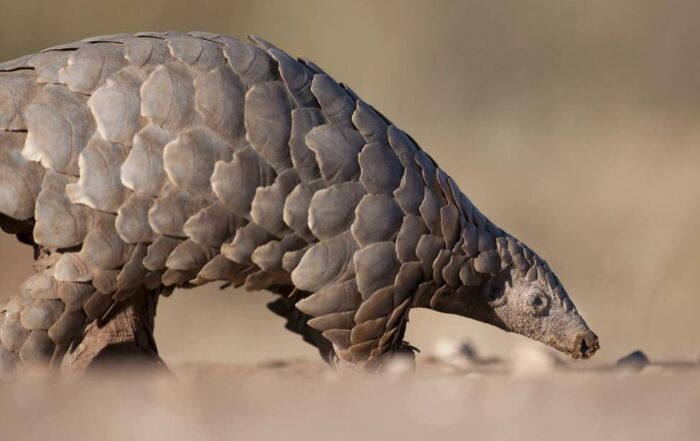 pangolin sniffing at the ground