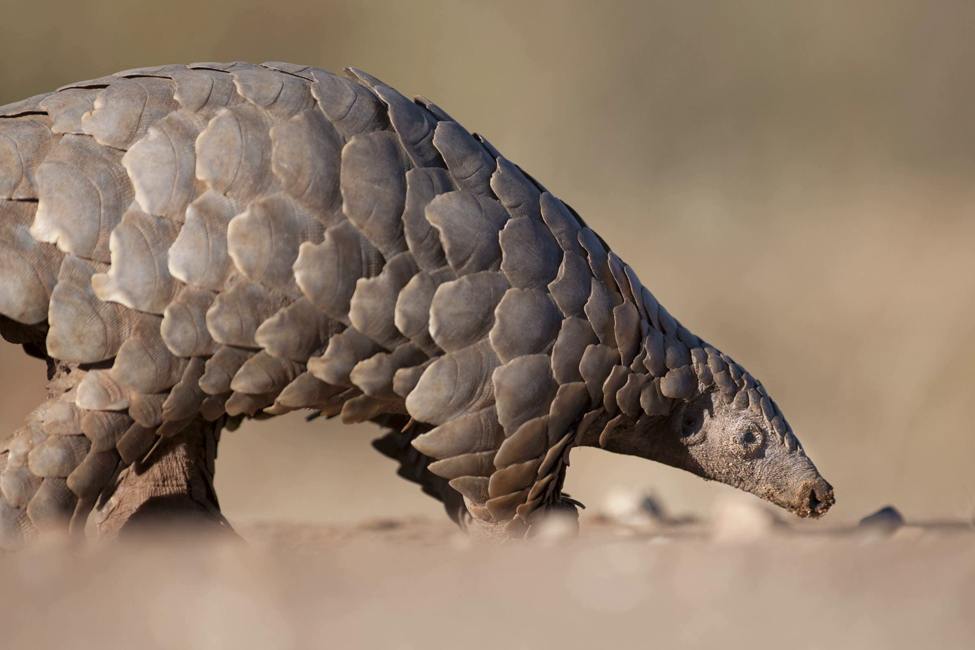 pangolin sniffing at the ground