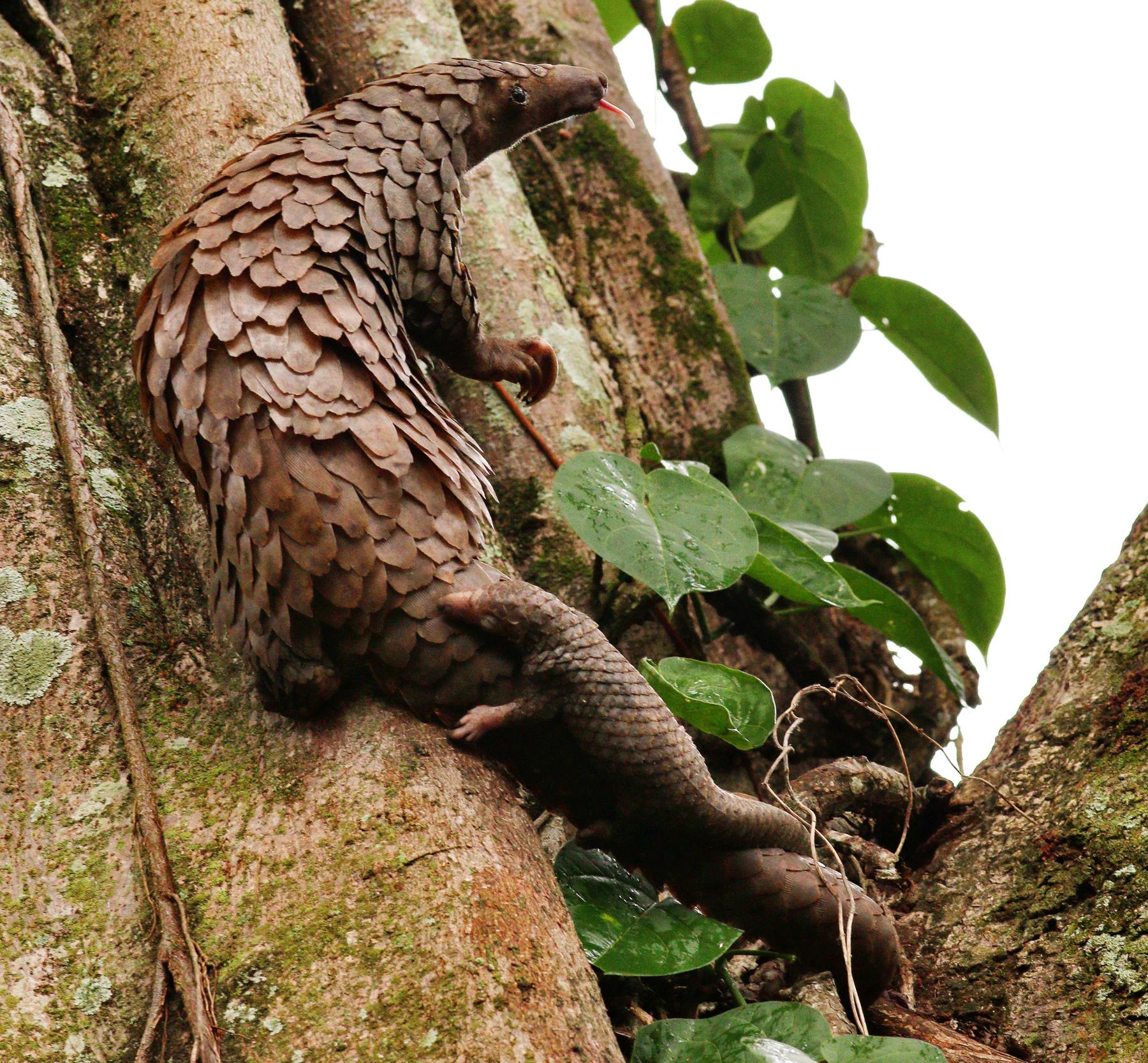 tree pangolin adult climbs up a tree as a baby pangolin holds onto its tail
