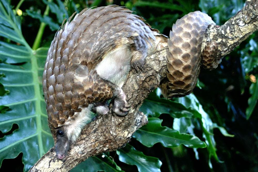 white-bellied-tree pangolin sits on a branch with its tail wrapped around the branch