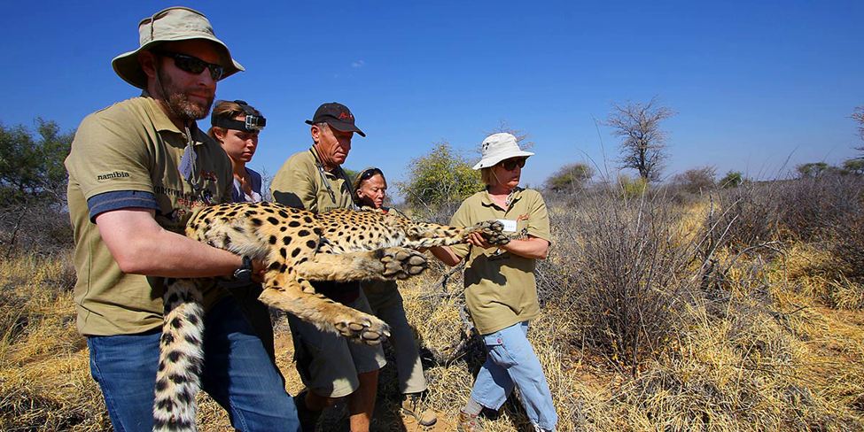 five people carry a sedated cheetah over Namibian bushland