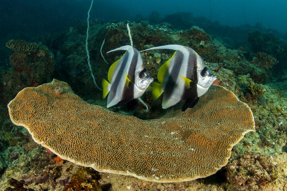 A pair of banner-fish around the coral of Bazaruto Island, Mozambique