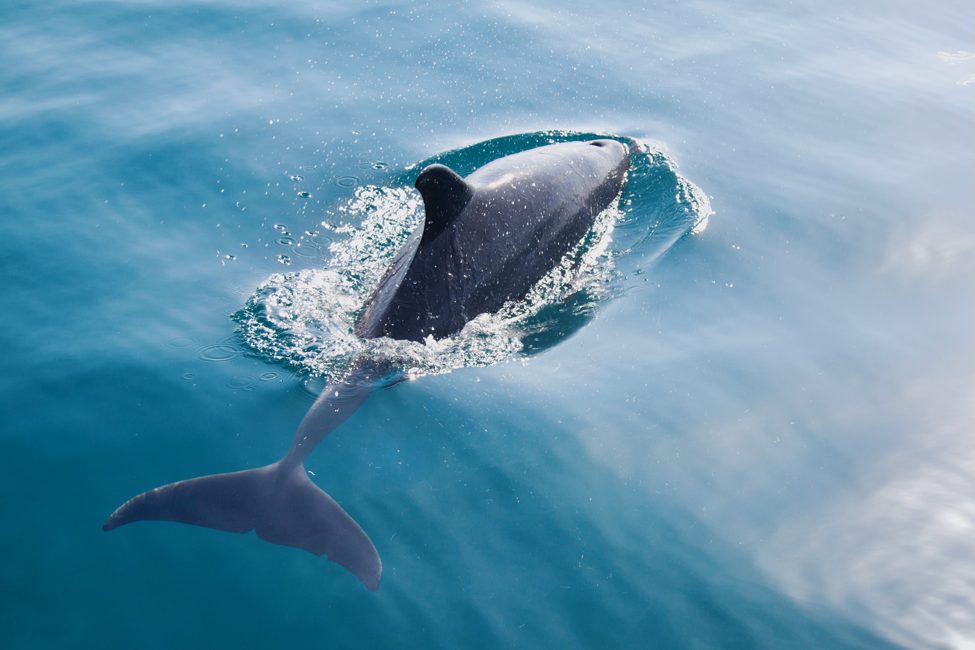 bottlenose dolphin cresting out of blue water in bazaruto archipelago