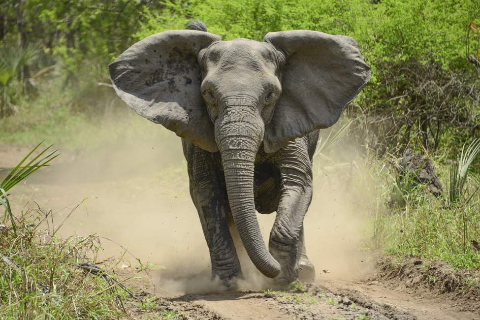 African elephant charging toward camera with flapping ears and dust rising around its feet
