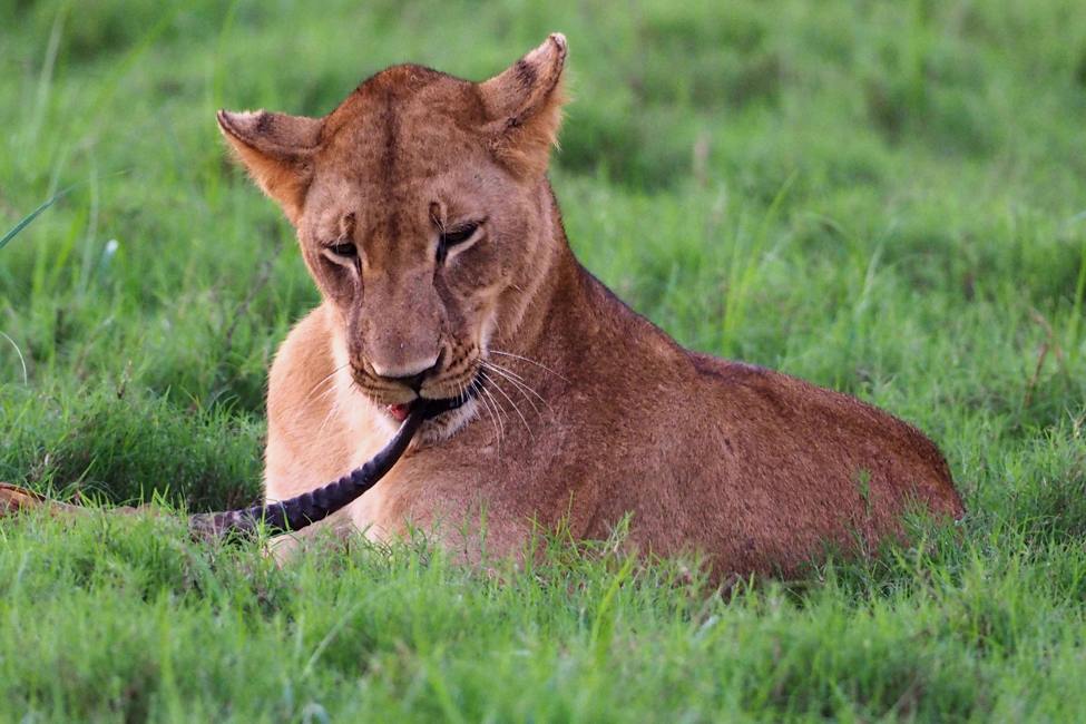 lion sitting in grass at gorongosa national park in mozambique