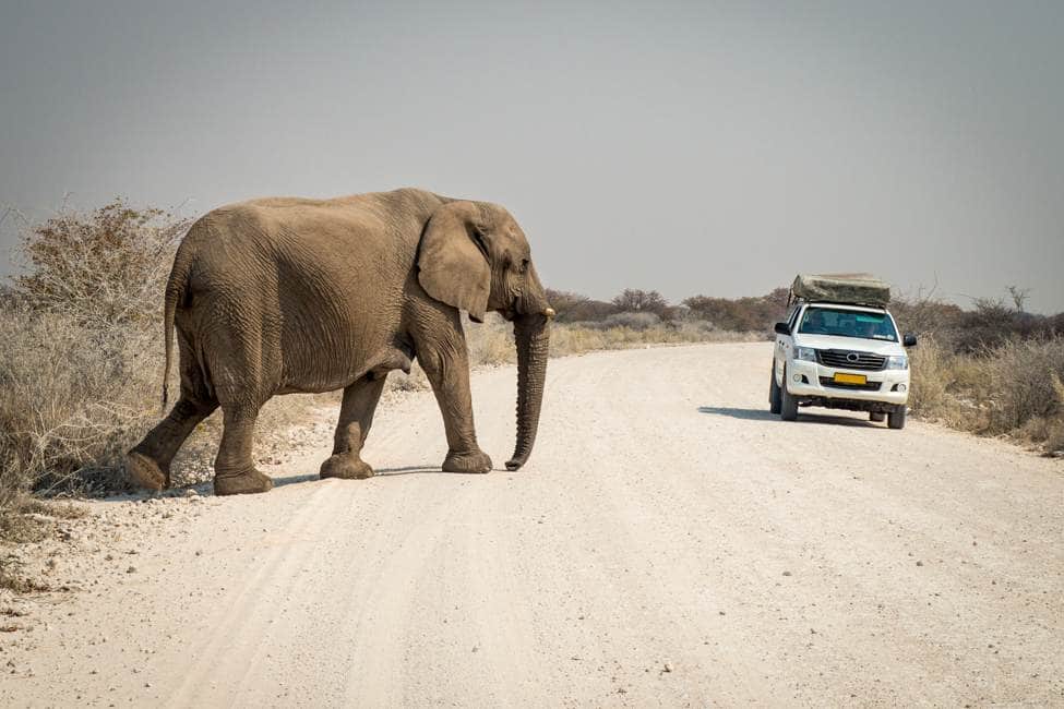 large elephant crosses large flat gravel road in front of a white parked SUV