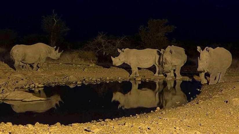 four adult rhinos as seen from photographic hide at ongava lodge in Namibia