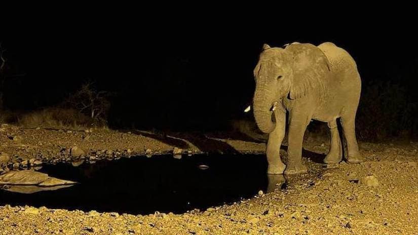 elephant as seen from photographic hide at ongava lodge in Namibia