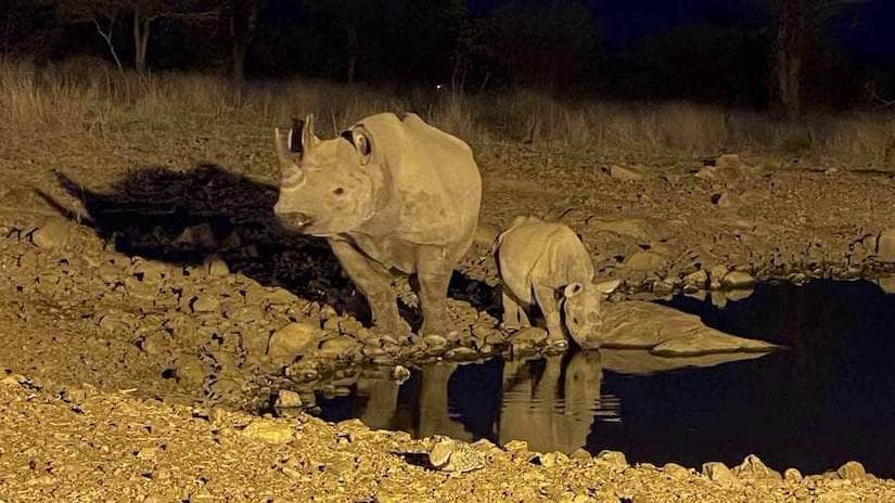 mother rhino and calf as seen from photographic hide at ongava lodge in Namibia