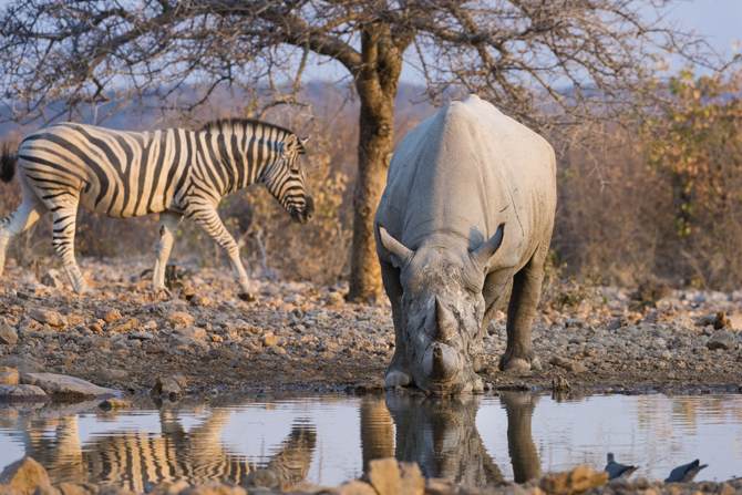 rhino drinks from waterhole as seen from a wildlife photographic hide at ongava lodge in Namibia with zebra walking in background