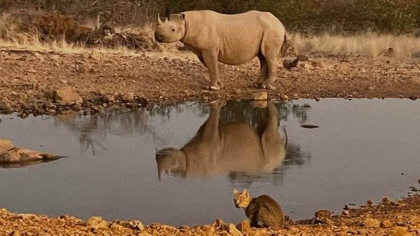 rhino and African wildcat as seen from photographic hide at ongava lodge in Namibia