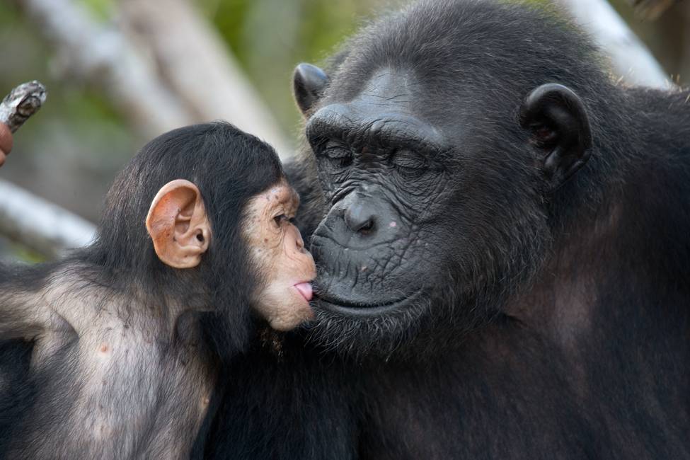 baby chimpanzee kissing the face of an adult chimpanzee
