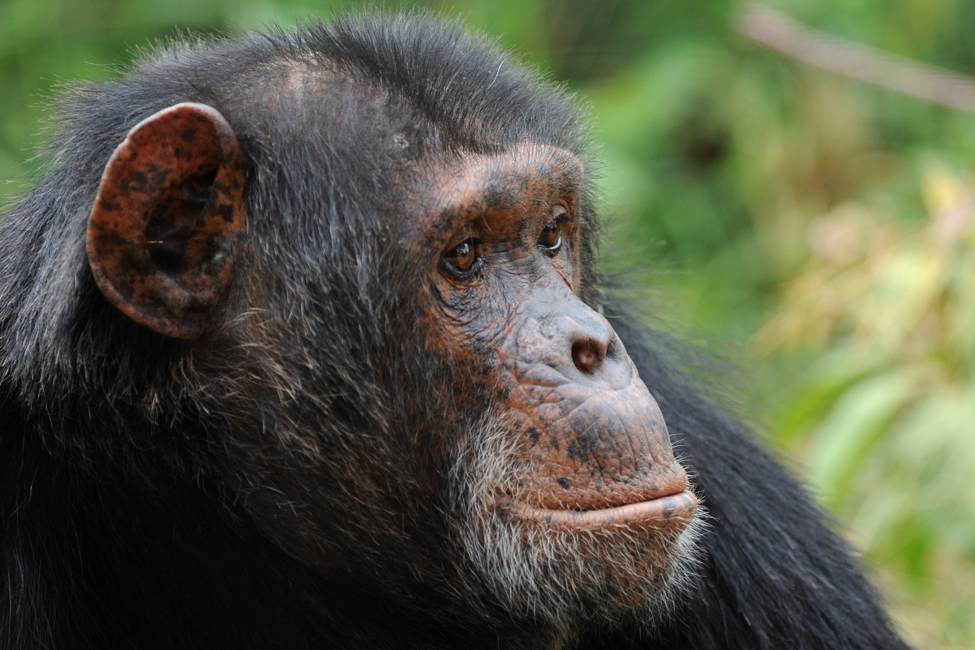 portrait of elderly chimpanzee with gray hair on chin