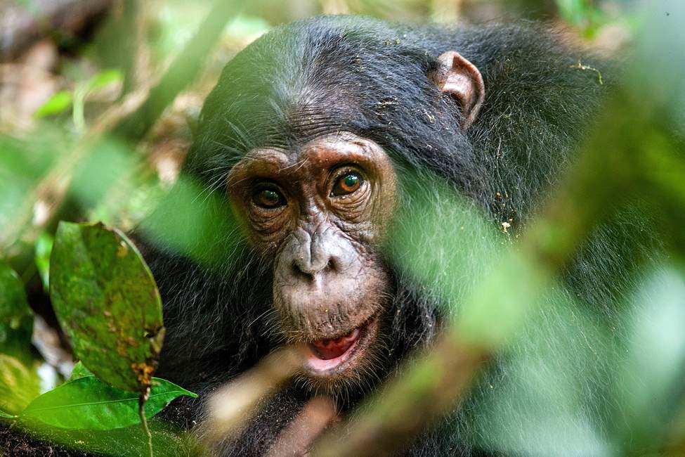 view of chimpanzee face through blurry tree branches