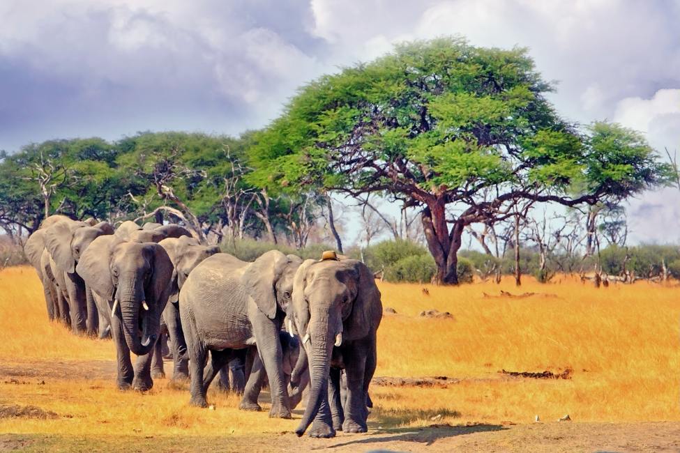 line of elephants walking among dry golden savannah grass with trees in the background at Hwange National Park in Zimbabwe; the elephant in front is wearing a radio collar