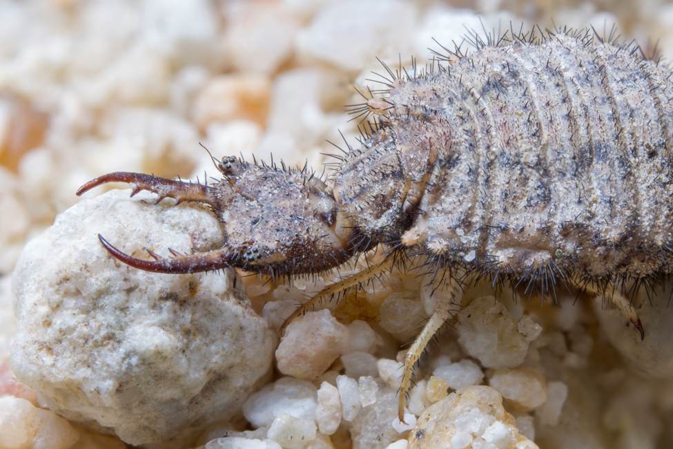 small antlion with large sickle-shaped jaws