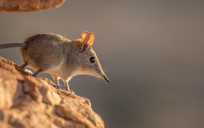 small light brown elephant shrew perched on rock
