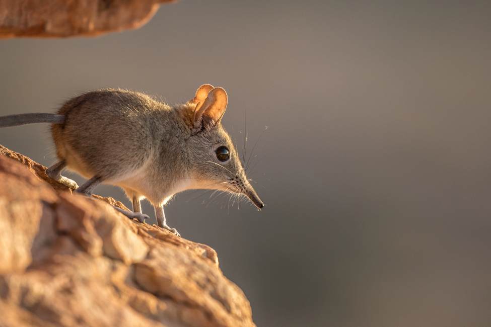 small light brown elephant shrew perched on rock