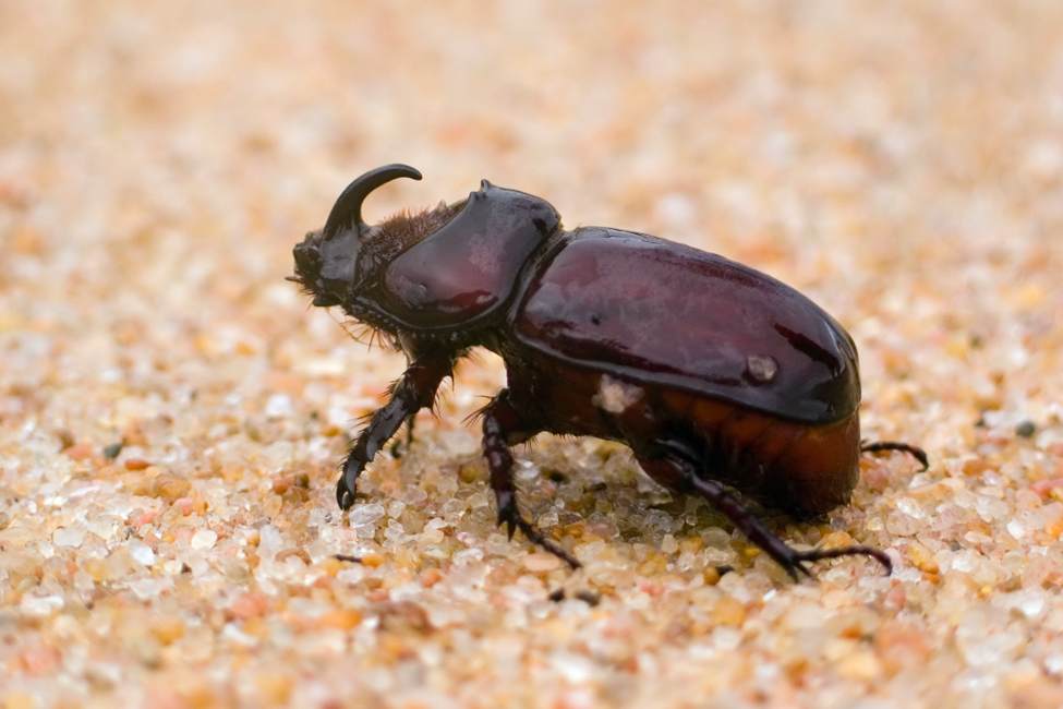 black rhinoceros beetle with single large horn on nose