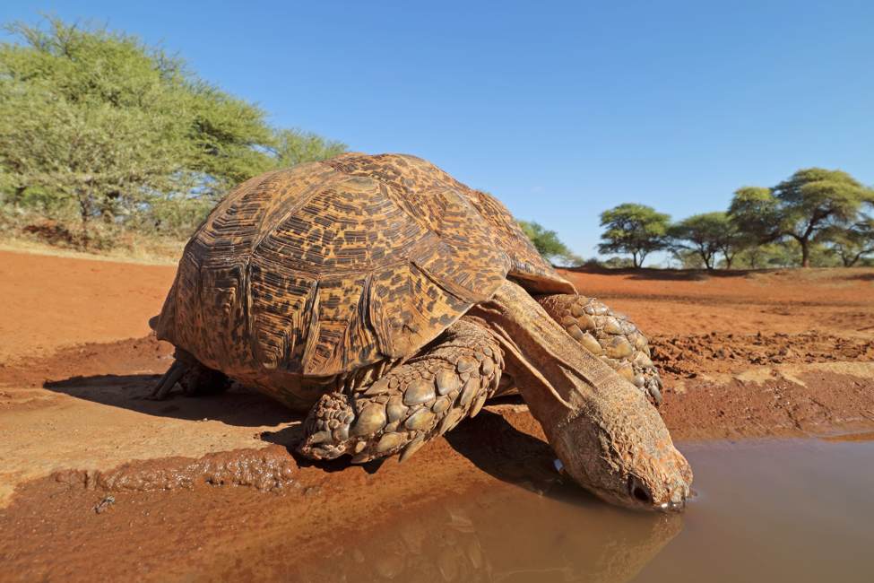 leopard tortoise stands on red sand and drinks from water hole