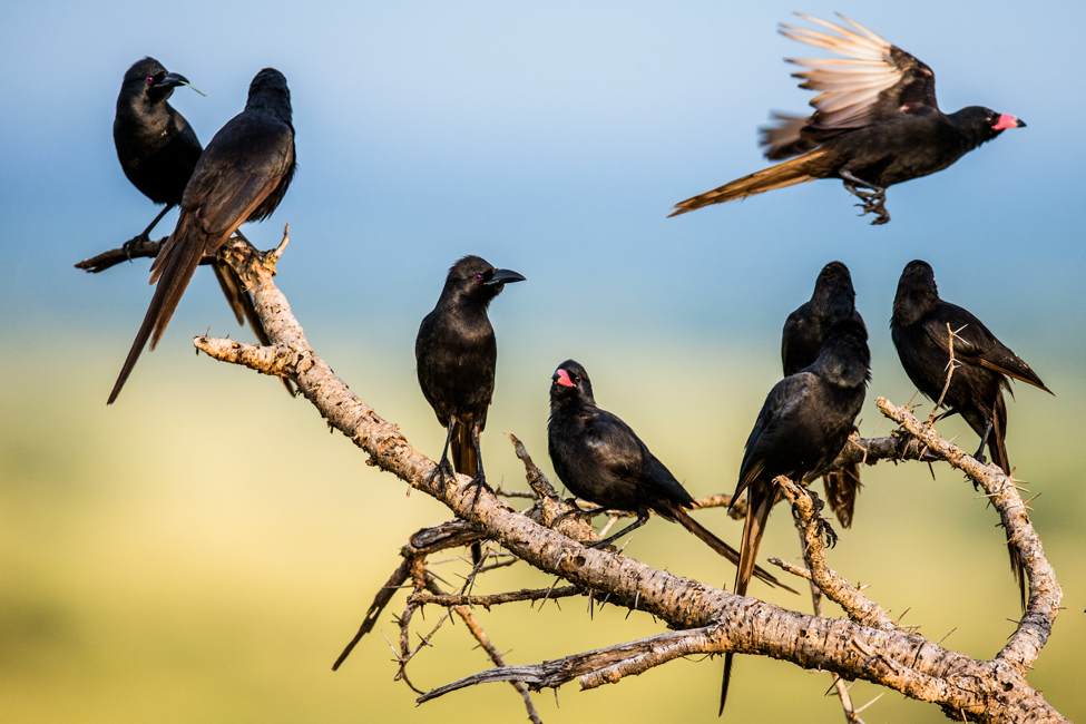 group of red-billed buffalo weavers are black birds with red beaks