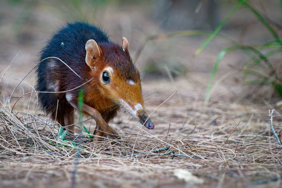 elephant shrew with dark brown body and reddish fur on face and trunk