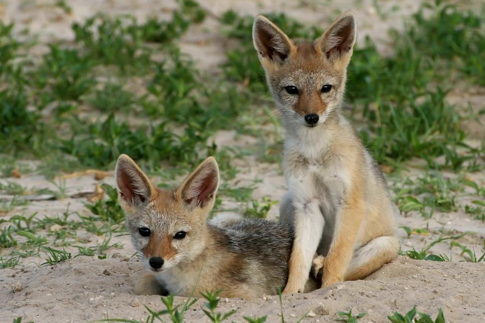 two jackal cubs sitting on sandy soil among short bunchgrass at Hwange National Park Zimbabwe—the jackals are golden with large ears and look comfortable but alert