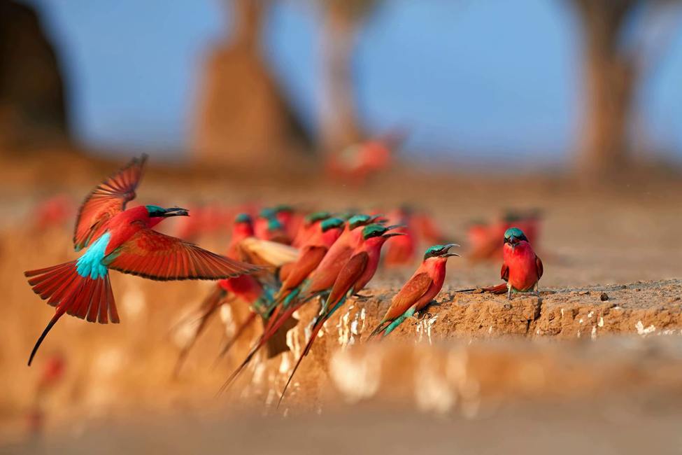 large group of carmine bee-eaters sitting on red rocky ledge at Mana Pools National park in Zimbabwe-the are bright pink with aquamarine on top of the head and black eyebands