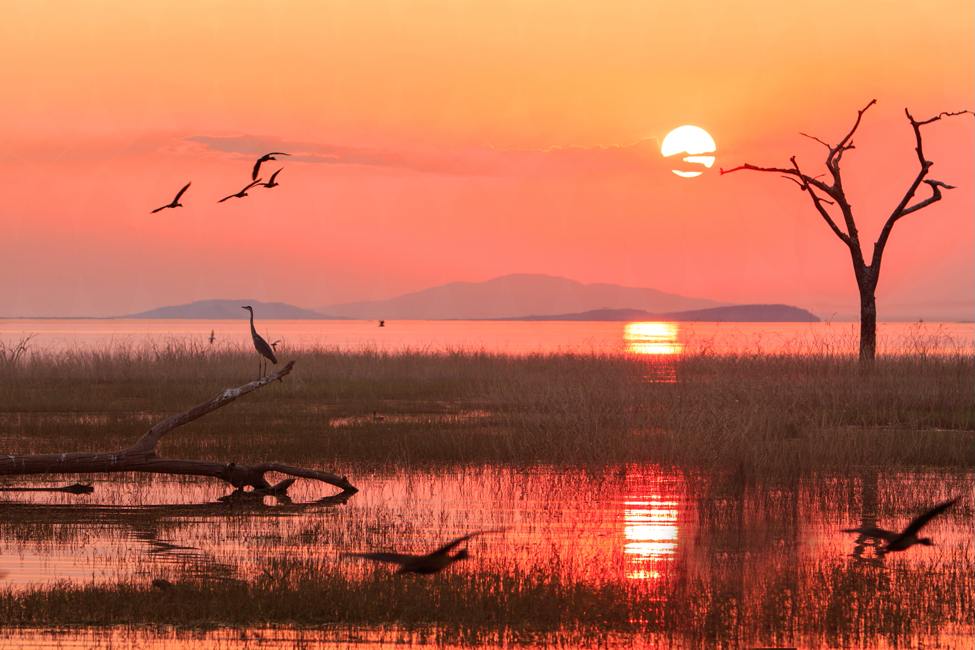 landscape of Lake Kariba at Mana Pools in Zimbabwe with sun hanging low in the background --the sky and reflection are pink--a heron stands and waterbirds fly in the foreground and there are hills in the background behind the lake