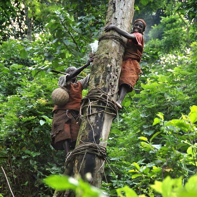 two people in rust-red tunics climb a tree using ropes as footholds