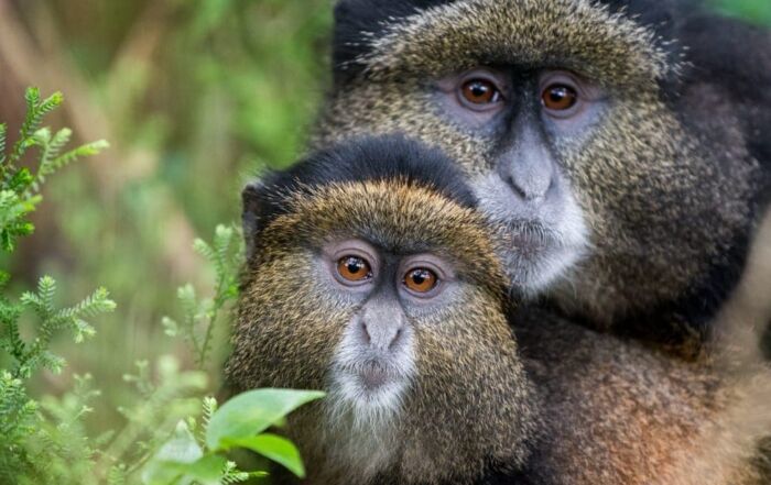 golden monkey adult and child with beautiful brown eyes sit together in greenery at volcanoes national park rwanda