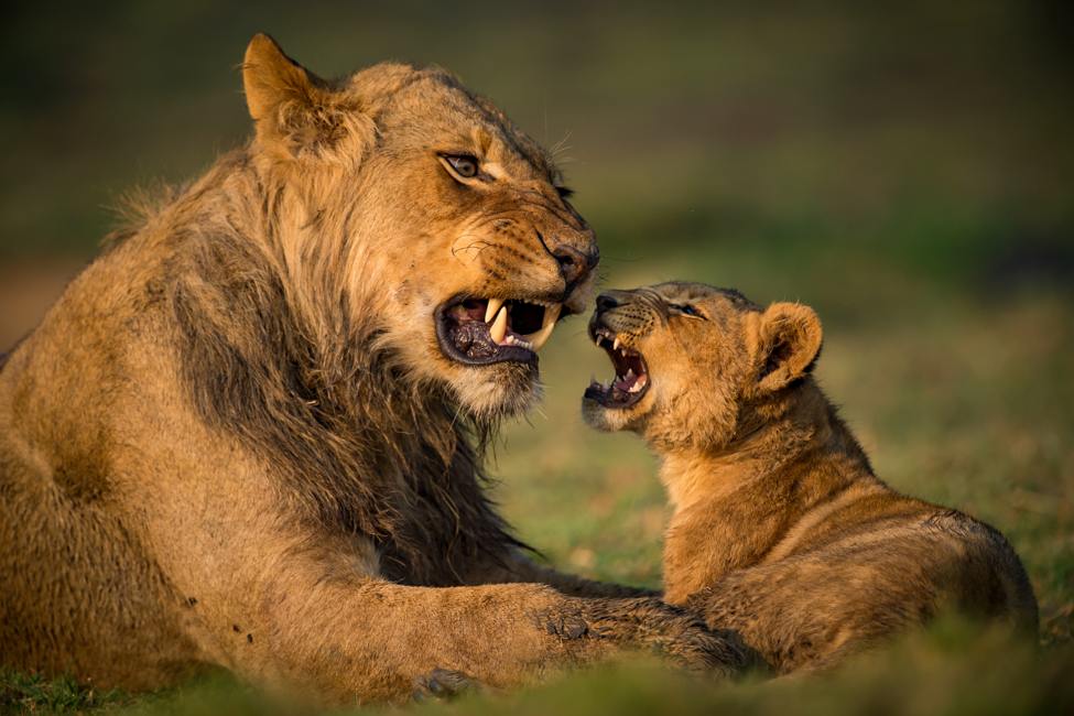 adult lion and lion cub play in Kafue National Park Zambia