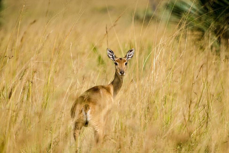 Antelope in the tall dry grass of Murchison Falls national Park Uganda