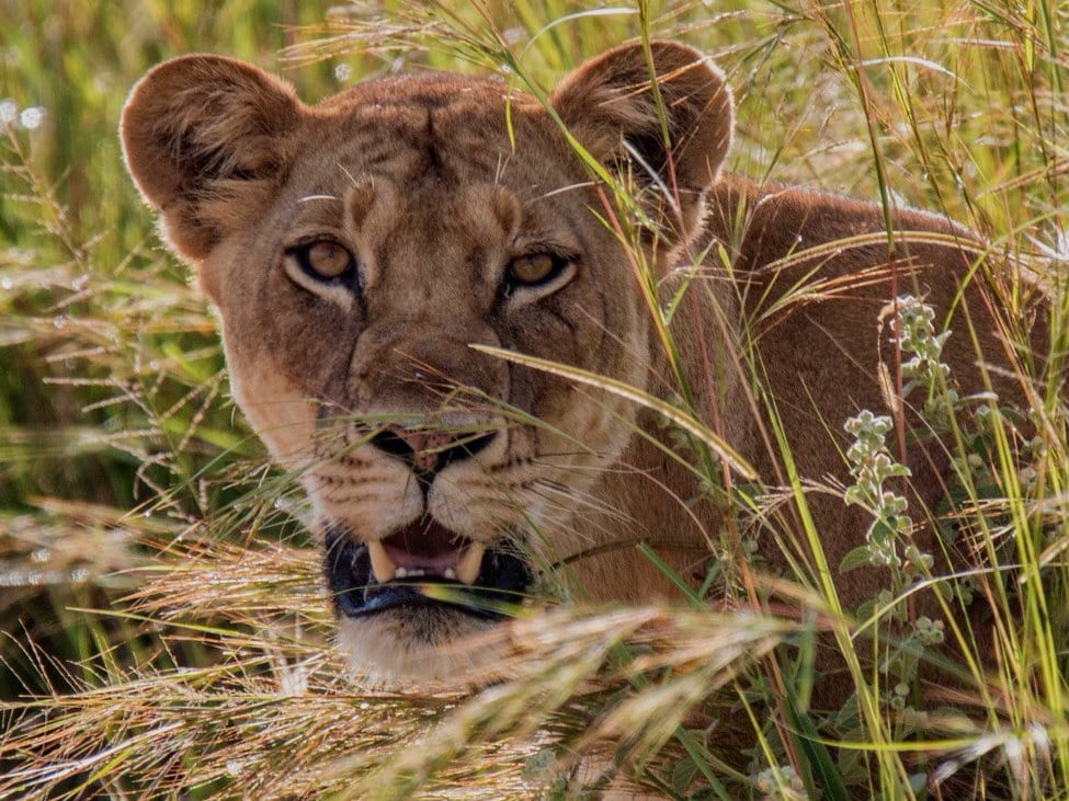 Female lion looks at camera while lying in the grass at Murchison Falls national Park Uganda