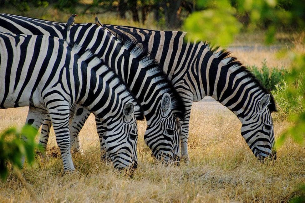 Three mountain zebras graze low dry grass in the Okavango Delta