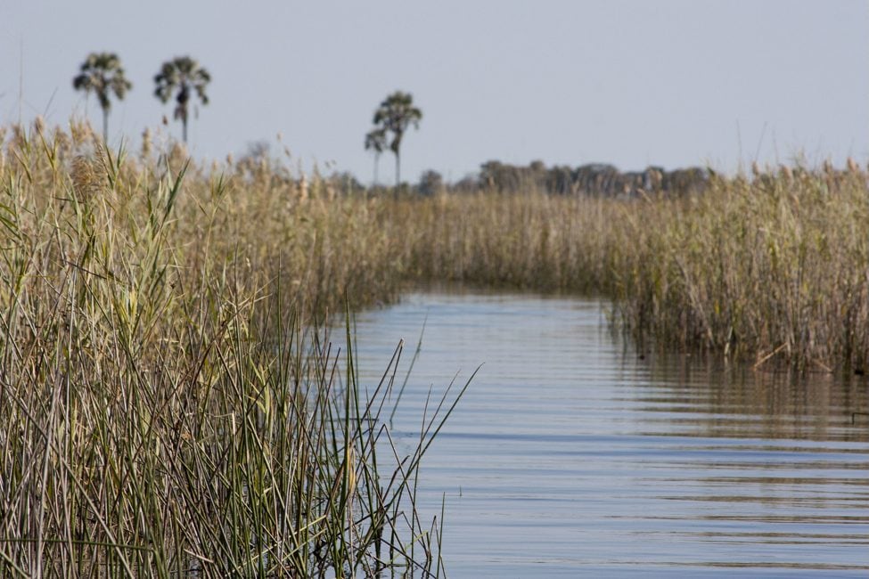 a channel of still water cuts through reeds and grasses in the Okavango Delta