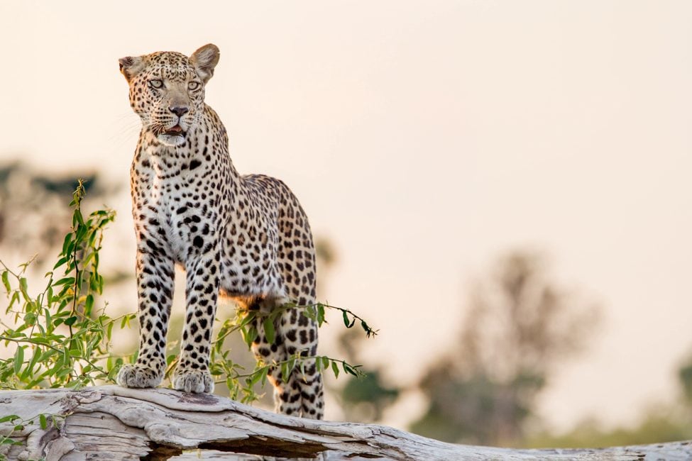 Leopard stands on dry log in front of sparse shrubs and trees in the Okavango Delta