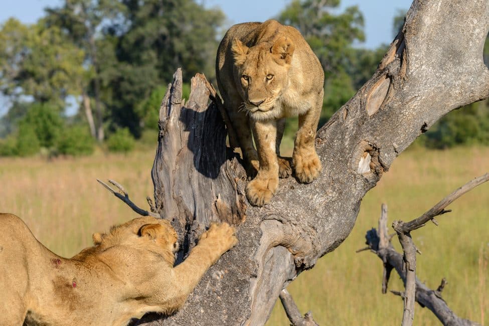 lions climb a dead tree limb at the Okavango Delta