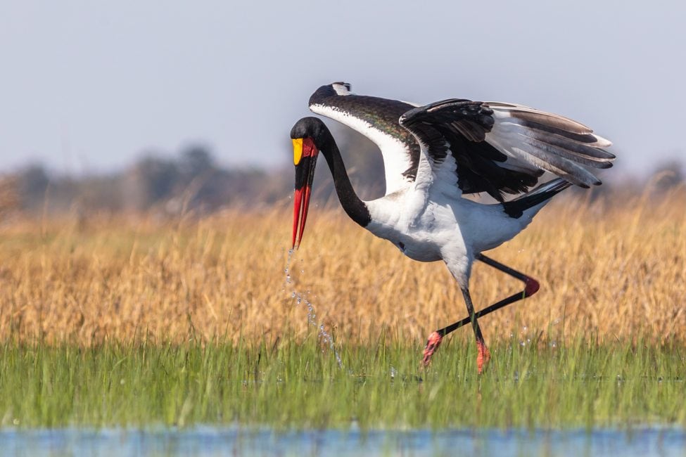 saddle-billed stork with bright red beak flaps black wings while wading in shallow wetland in Okavango Delta
