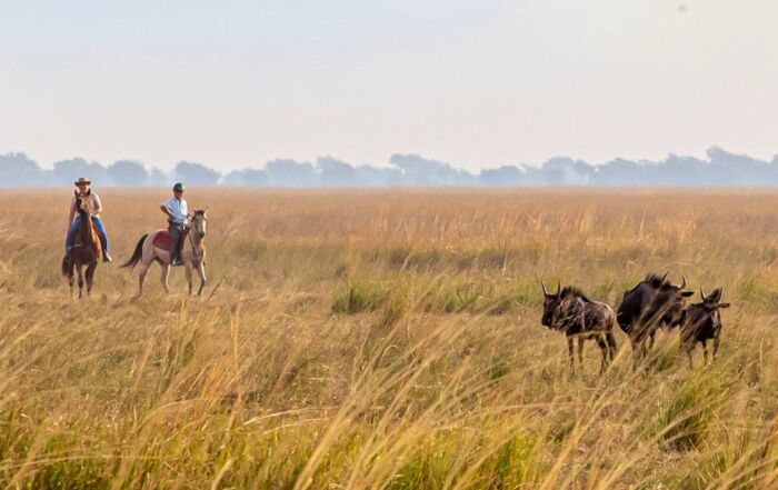 Two people on horseback look at a herd of wildebeest in Golden grass on horseback safari